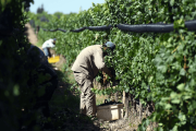 La UATRE detectó irregularidades en 40% de establecimientos rurales del norte bonaerense