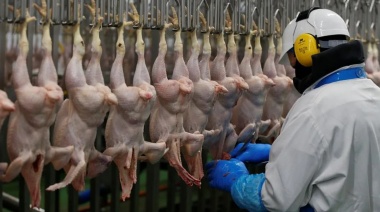 Se reanudan exportaciones de carne aviar a Hong Kong y Rusia