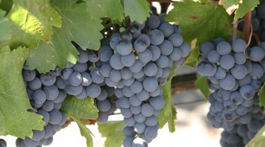 Avanza la vendimia, con mermas en las cantidades cosechadas pero con uvas de buena calidad