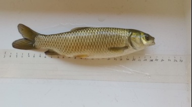 Especialistas del INTA realizan prueba piloto de cría de salmón siberiano en valle del Río Colorado