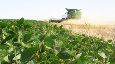 Recortan otra vez la estimación de producción de soja y sería la peor campaña en 20 años