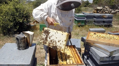 2023: el año de la apicultura