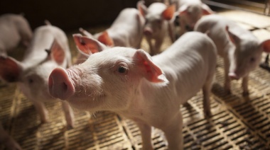 El costo del maíz será incluido en las compensaciones a los productores porcinos