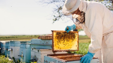 Destacan capacidad de producción apícola para generación de valor agregado en origen