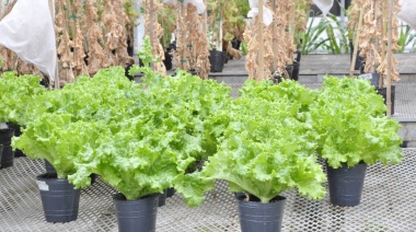 Se autorizó al INTA a realizar ensayos con lechuga para obtener una variedad mejorada
