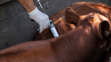El Gobierno aprobó la importación de la vacuna bivalente contra la fiebre aftosa