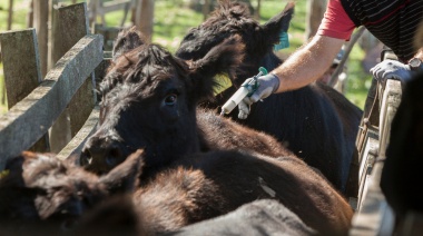 Se simplifican y establecen nuevas condiciones para la producción de vacunas contra la fiebre aftosa