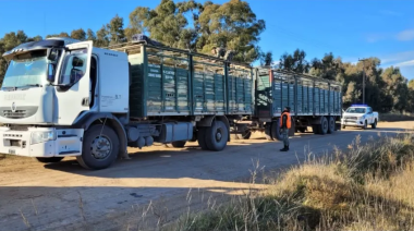 Coronel Suárez: el Comando de Prevención Rural secuestró 100 terneros Aberdeen Angus