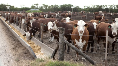 La Cámara de Feedlot afirma que la oferta de carne está asegurada en el segundo semestre