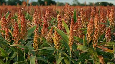 Bajan la proyección de producción de sorgo
