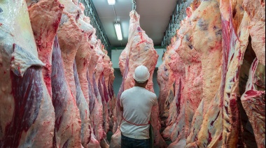 La faena vacuna cayó un 10,6% los primeros seis meses del año