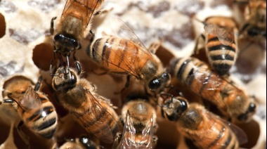 Recomendaciones de SENASA ante la formación de enjambres de abejas en la vía pública o domicilios
