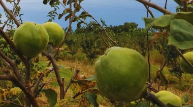 El INTA San Pedro impulsa la producción de membrillo como cultivo alternativo