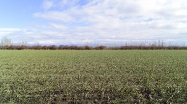 El Gobierno nacional finalmente avaló la emergencia agropecuaria para 50 distritos bonaerenses