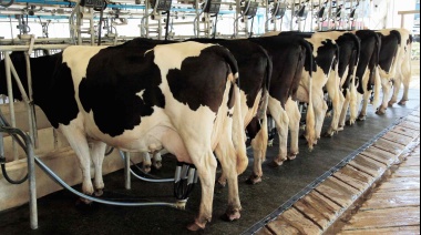 Productores de leche del oeste bonaerense advierten por la caída de precios