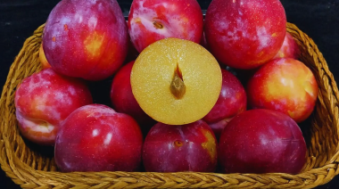 El INTA de San Pedro desarrolló una variedad de ciruela de alta calidad