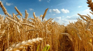 Las lluvias no ayudaron en todo lo que el trigo necesitaba