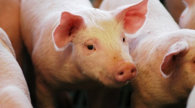 El Gobierno nacional autorizó tres nuevas vacunas biotecnológicas para proteger la sanidad porcina y aviar