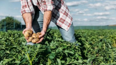 Dos productores de Balcarce explican como controlan el complejo de chinches y trips en los cultivos de soja y papa