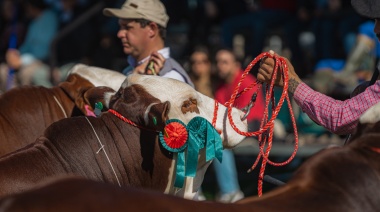 Brasil se prepara para el Mundial Braford con la apertura de inscripciones de animales