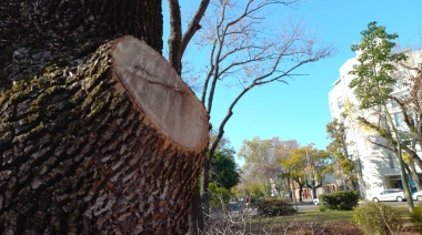 La Plata: ¿Es el calor o las mutilaciones de nuestro arbolado?