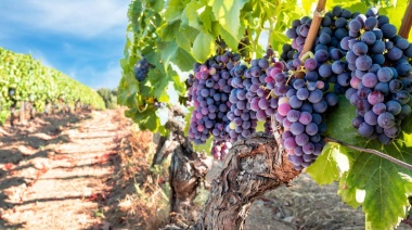 La vitivinicultura retrocedió en superificie pero ganó en producción