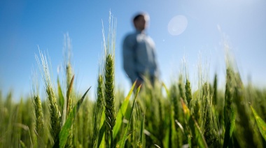 Trigo 360°: una propuesta integral para maximizar el rendimiento en esta campaña