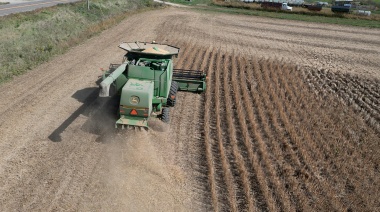 Soja: la Bolsa de cereales porteña proyecta 50 M/t