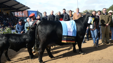 Se inicia la elección de los grandes campeones de la Expo Rural
