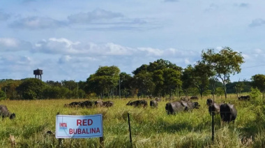 Impulso a la ganadería bubalina como alternativa en el norte argentino