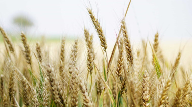 El trigo argentino gana competitividad en el mercado internacional