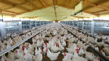 Las exportaciones de carne aviar crecieron 8% interanual en valor en los primeros 8 meses del año