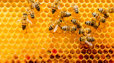 Desarrollan una herramienta biotecnológica para proteger las abejas