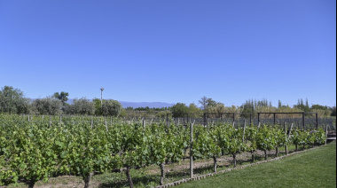 El Gobierno desregula la industria del vino con la eliminación de 973 normas