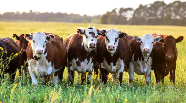 El sector de la ganadería de carne cerrará el año con más 20.000 mill/dol de inversión
