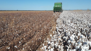 La siembra del cultivo de algodón avanza sin mayores inconvenientes