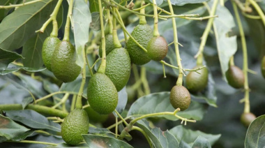 Crece el cultivo de palta en Mar del Plata