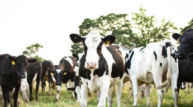Tamberos advierten que la rentabilidad se derrumba pese a un año récord de producción