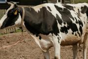 La inteligencia artificial llega al marketing de la carne