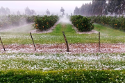 Declaran la emergencia agropecuaria para varios departamentos de Entre Ríos