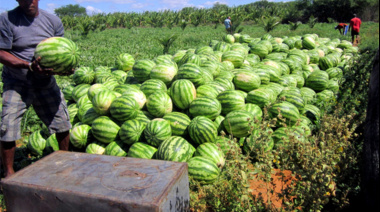 Argentina retomó las exportaciones de sandías a Uruguay tras más de 40 años