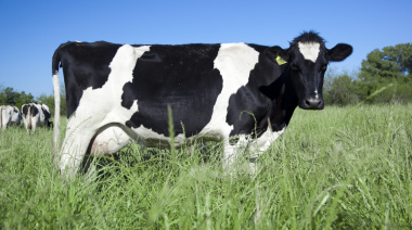 La producción nacional de leche creció 12% en el primer semestre 2025