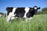 La producción nacional de leche creció 12% en el primer semestre 2025