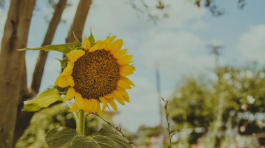 Desarrollan el primer modelo de inteligencia artificial para monitorear el girasol