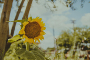 Desarrollan el primer modelo de inteligencia artificial para monitorear el girasol