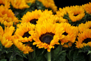 Se frenó la siembra de girasol, que igualmente viene más adelantada que años anteriores