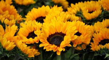 Se frenó la siembra de girasol, que igualmente viene más adelantada que años anteriores