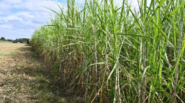 Tecnología de precisión y drones, aliados para monitorear la caña de azúcar