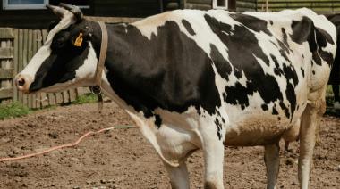 La inteligencia artificial llega al marketing de la carne