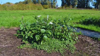 El poder del sol contra las malezas: una técnica del INTA muestra resultados sorprendentes